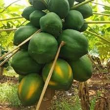 Papaya Coorg Honeydew